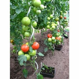 Set van 10 verzinkte tomatenspiralen